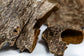 Agarwood (Oud) Chips Super Special